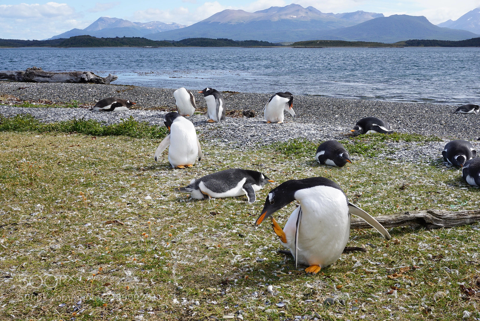 Sony a6000 sample photo. Canal beagle, tierra del photography
