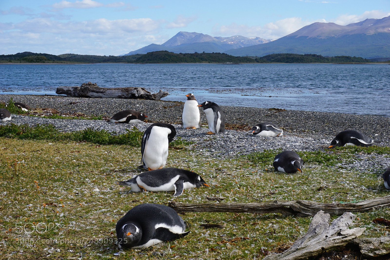 Sony a6000 sample photo. Canal beagle, tierra del photography