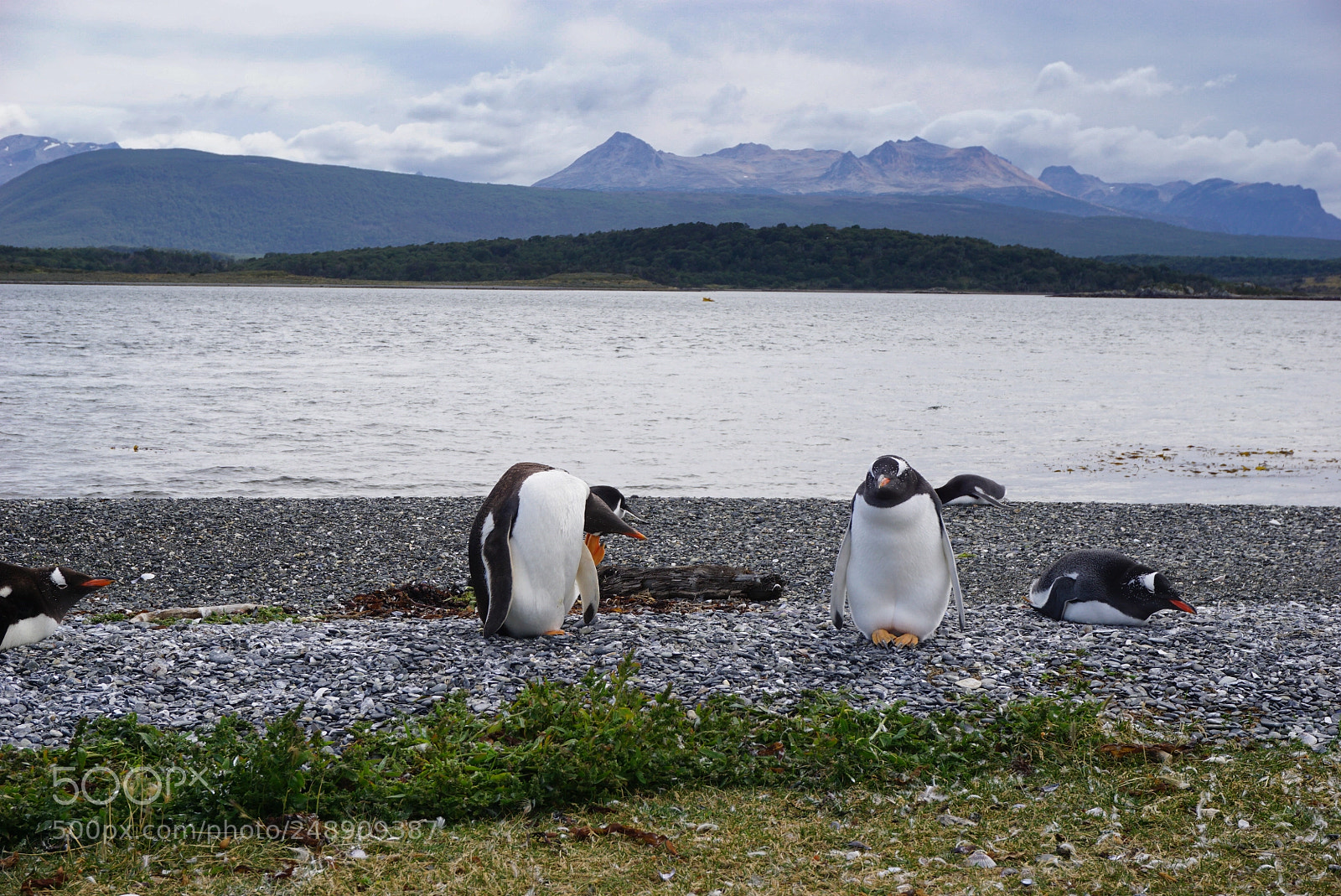 Sony a6000 sample photo. Canal beagle, tierra del photography