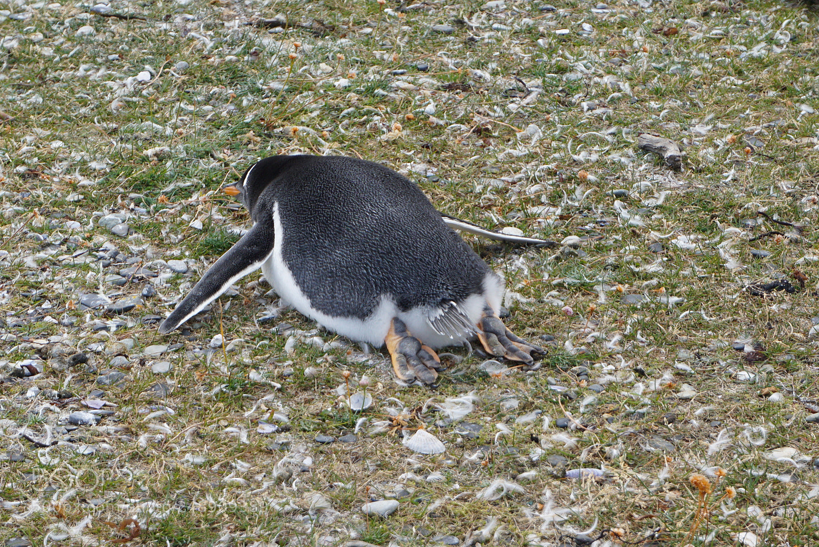 Sony a6000 sample photo. Canal beagle, tierra del photography
