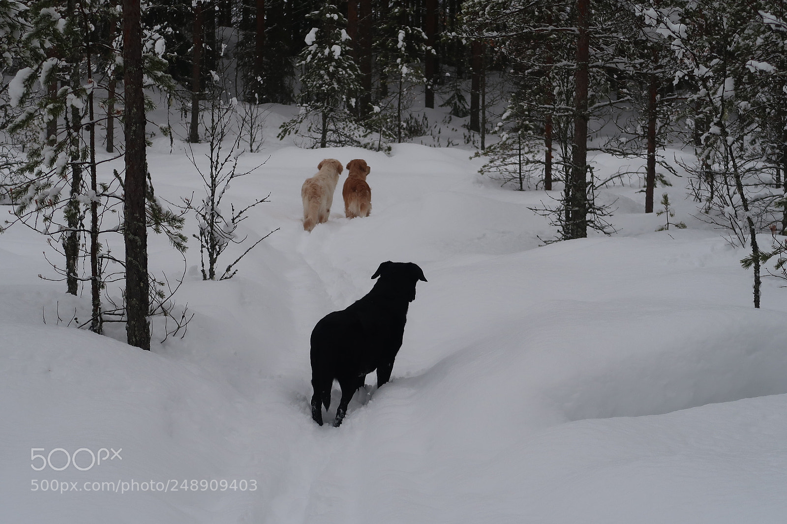 Canon PowerShot G7 X Mark II sample photo. My dogs sniff, flinga photography