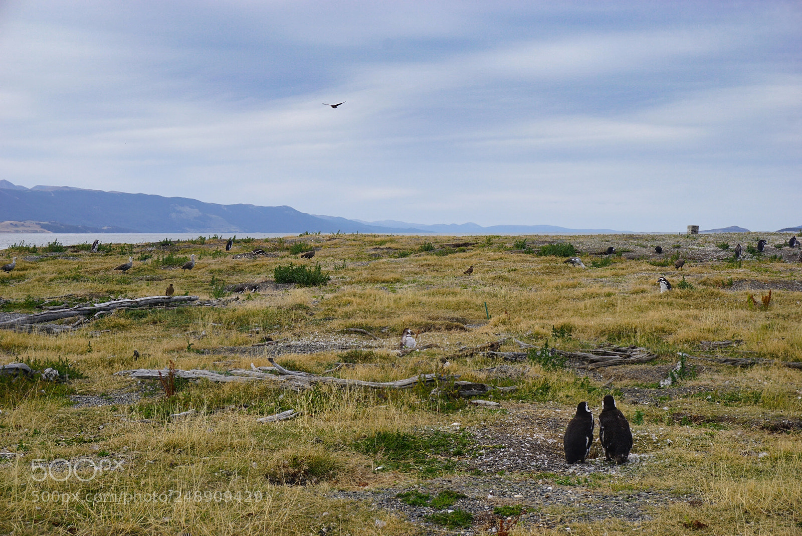 Sony a6000 sample photo. Canal beagle, tierra del photography