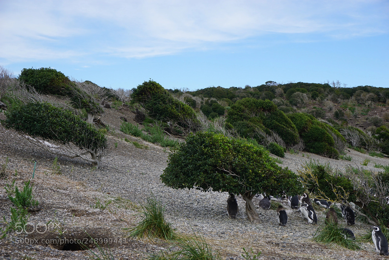 Sony a6000 sample photo. Canal beagle, tierra del photography