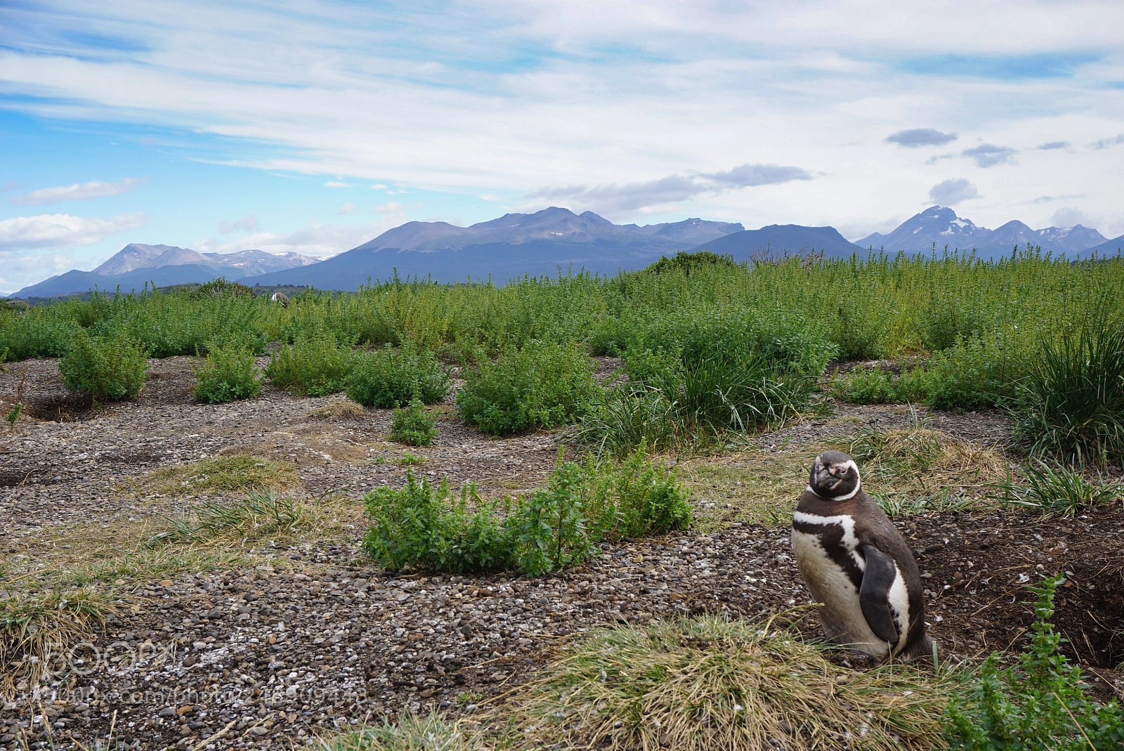 Sony a6000 sample photo. Canal beagle, tierra del photography