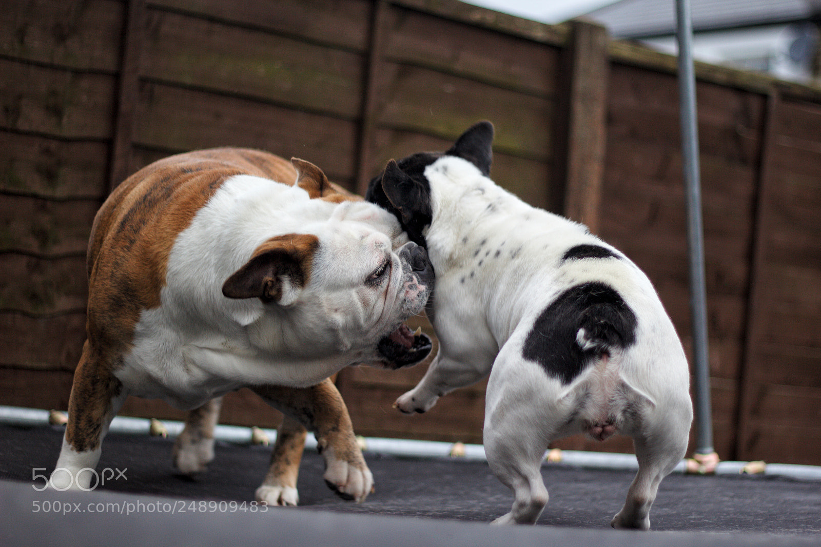 Canon EOS 60D sample photo. English bulldog vs french photography