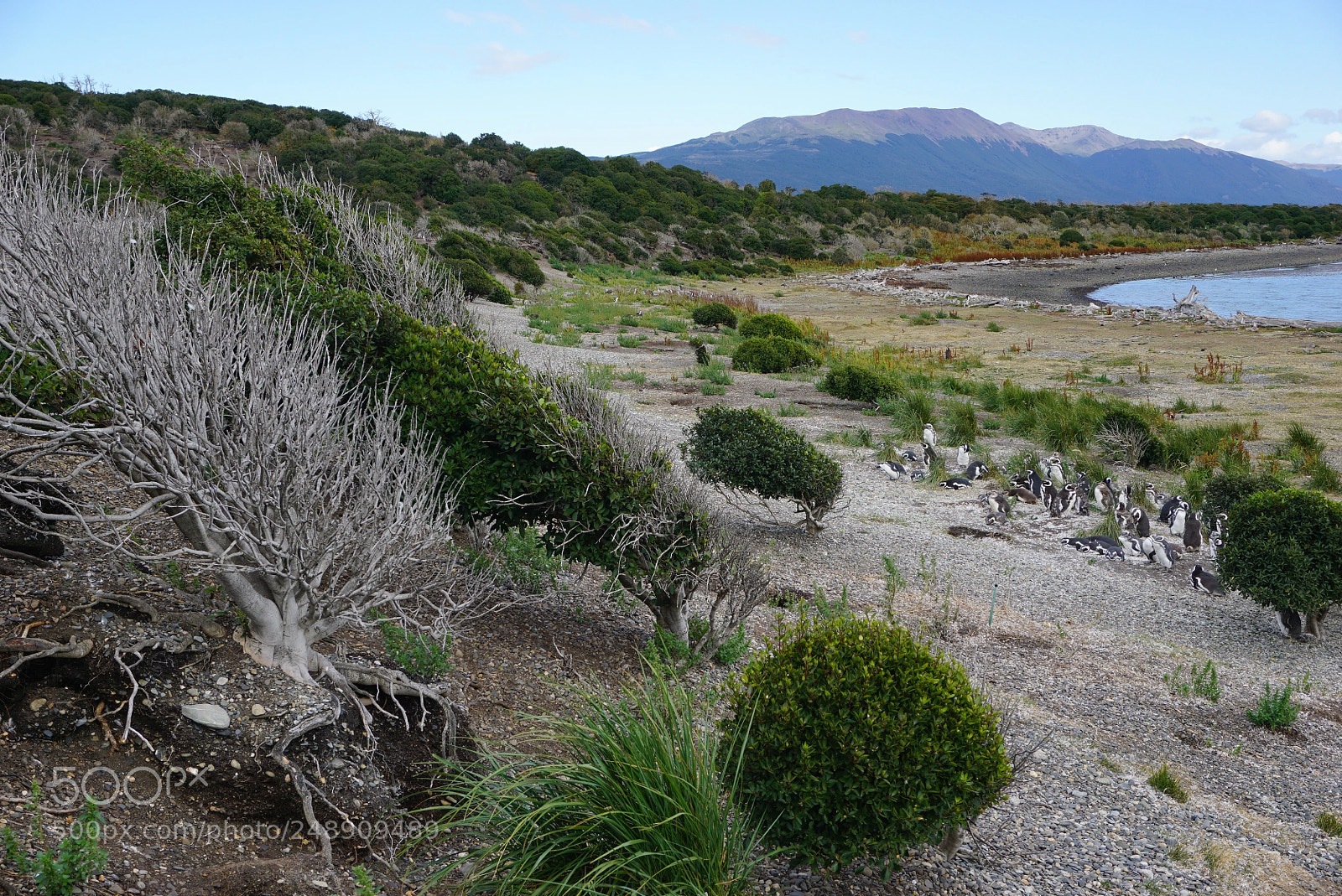 Sony a6000 sample photo. Canal beagle, tierra del photography