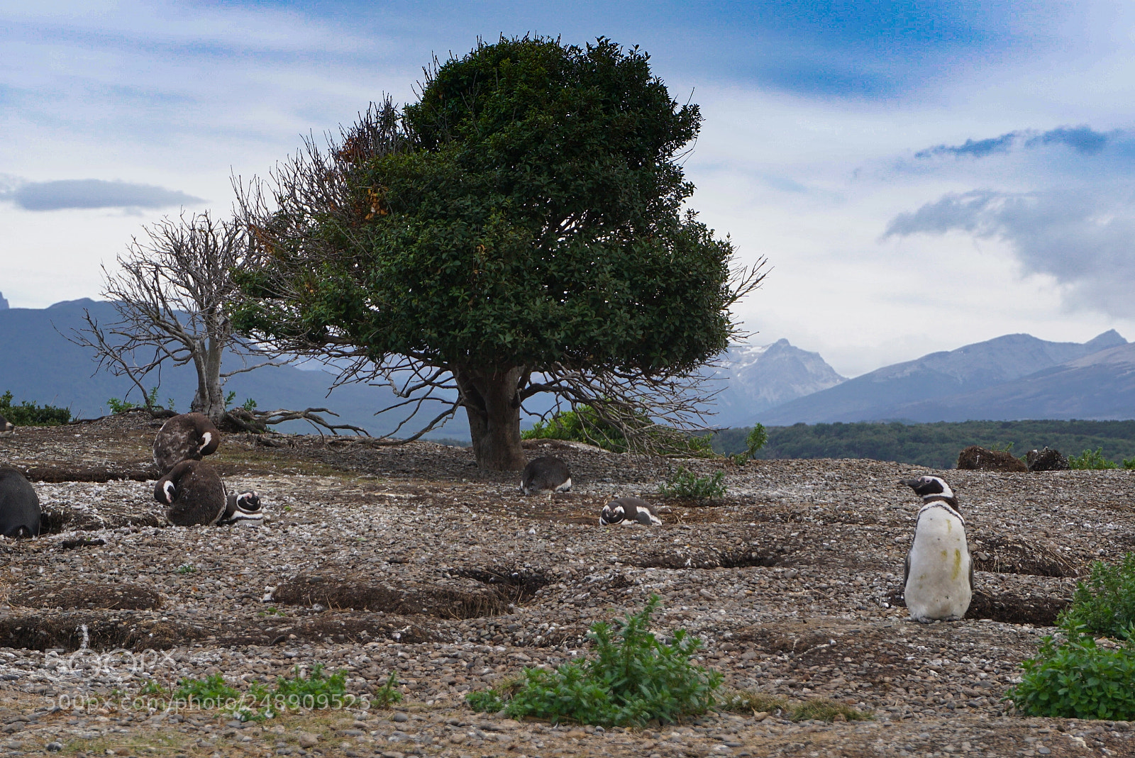 Sony a6000 sample photo. Canal beagle, tierra del photography