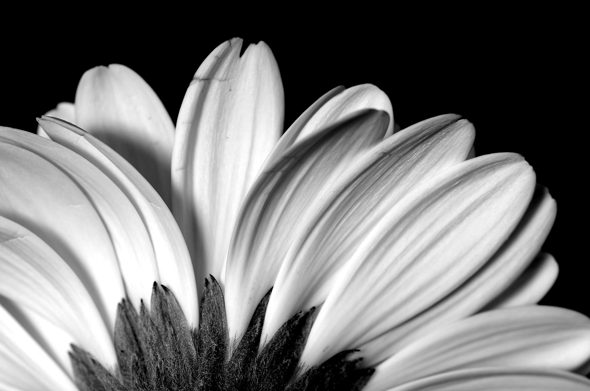Nikon D7000 + Sigma 105mm F2.8 EX DG Macro sample photo. Imperfect photography