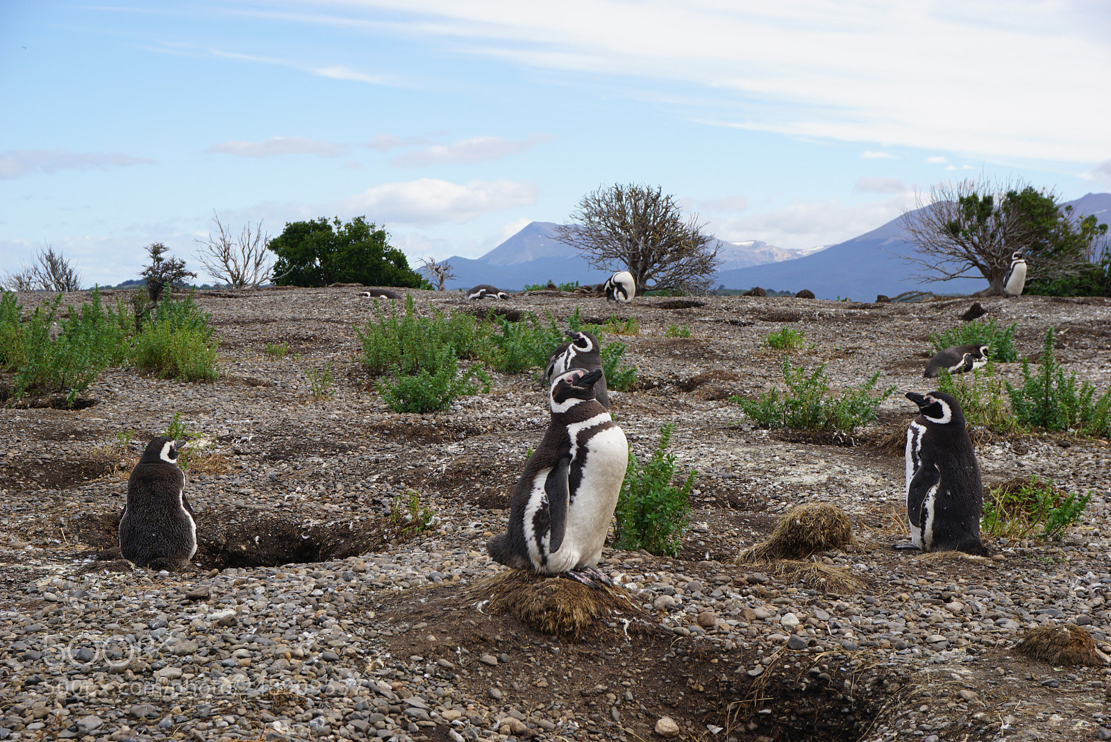 Sony a6000 sample photo. Canal beagle, tierra del photography