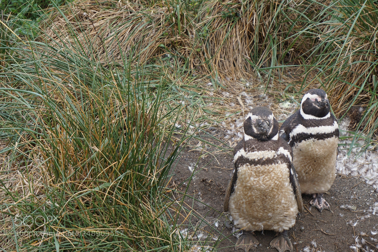 Sony a6000 sample photo. Canal beagle, tierra del photography