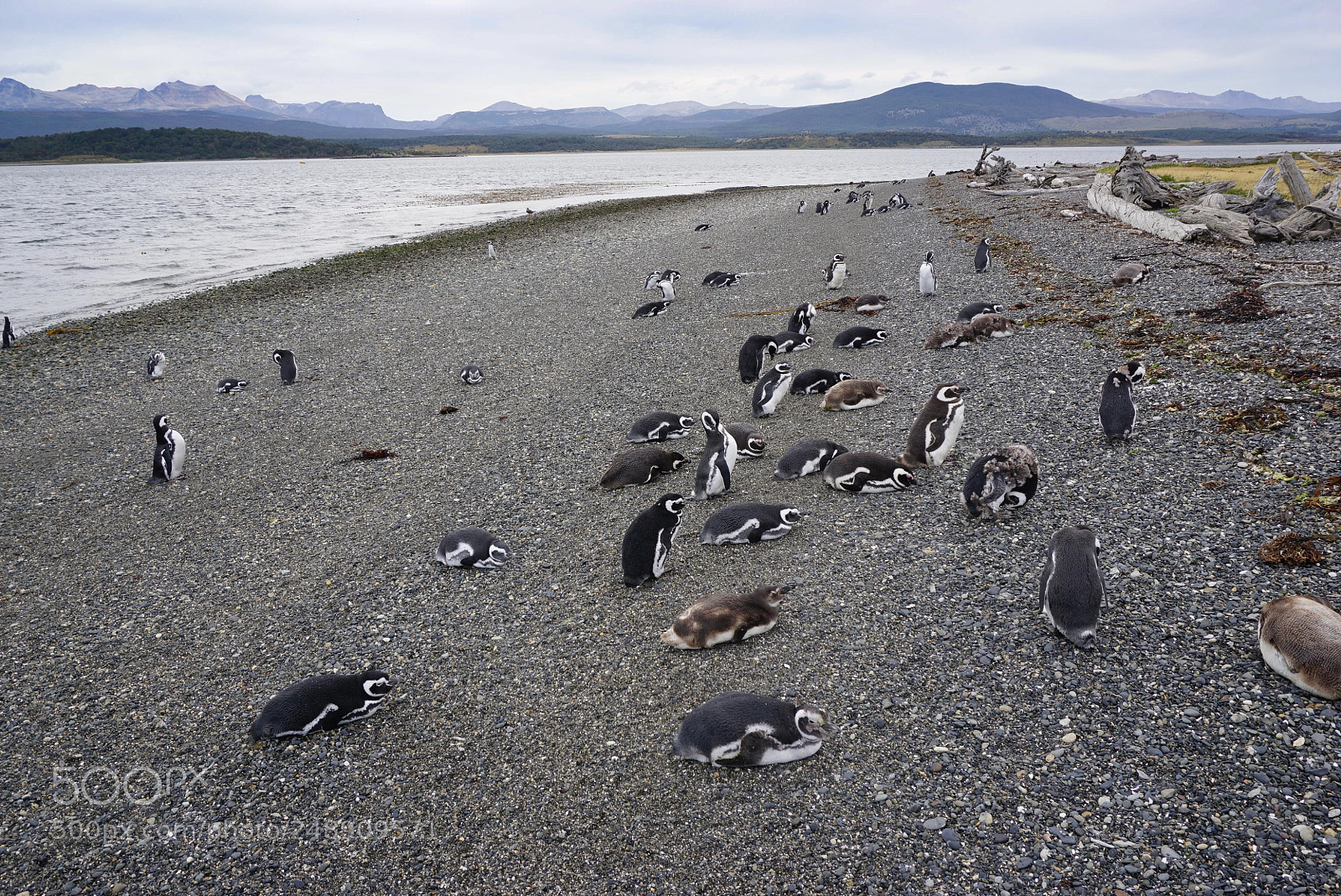 Sony a6000 sample photo. Canal beagle, tierra del photography
