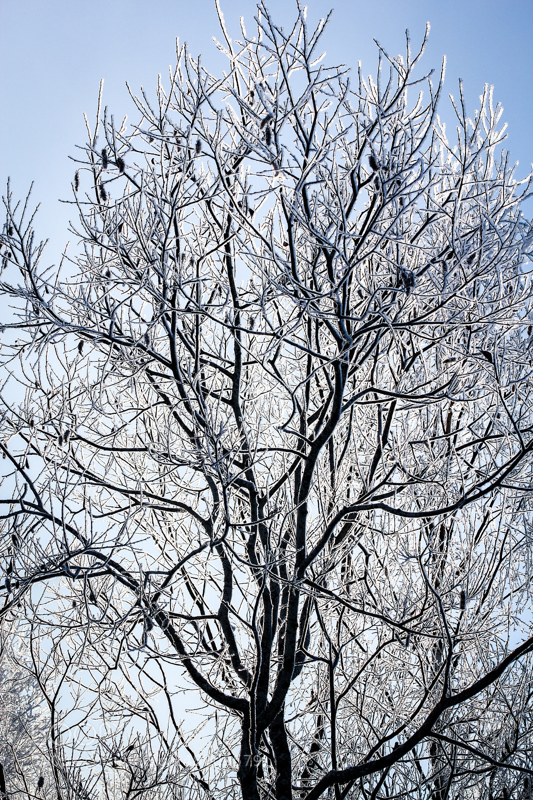Canon EOS 60D sample photo. Hoarfrost on the branches photography