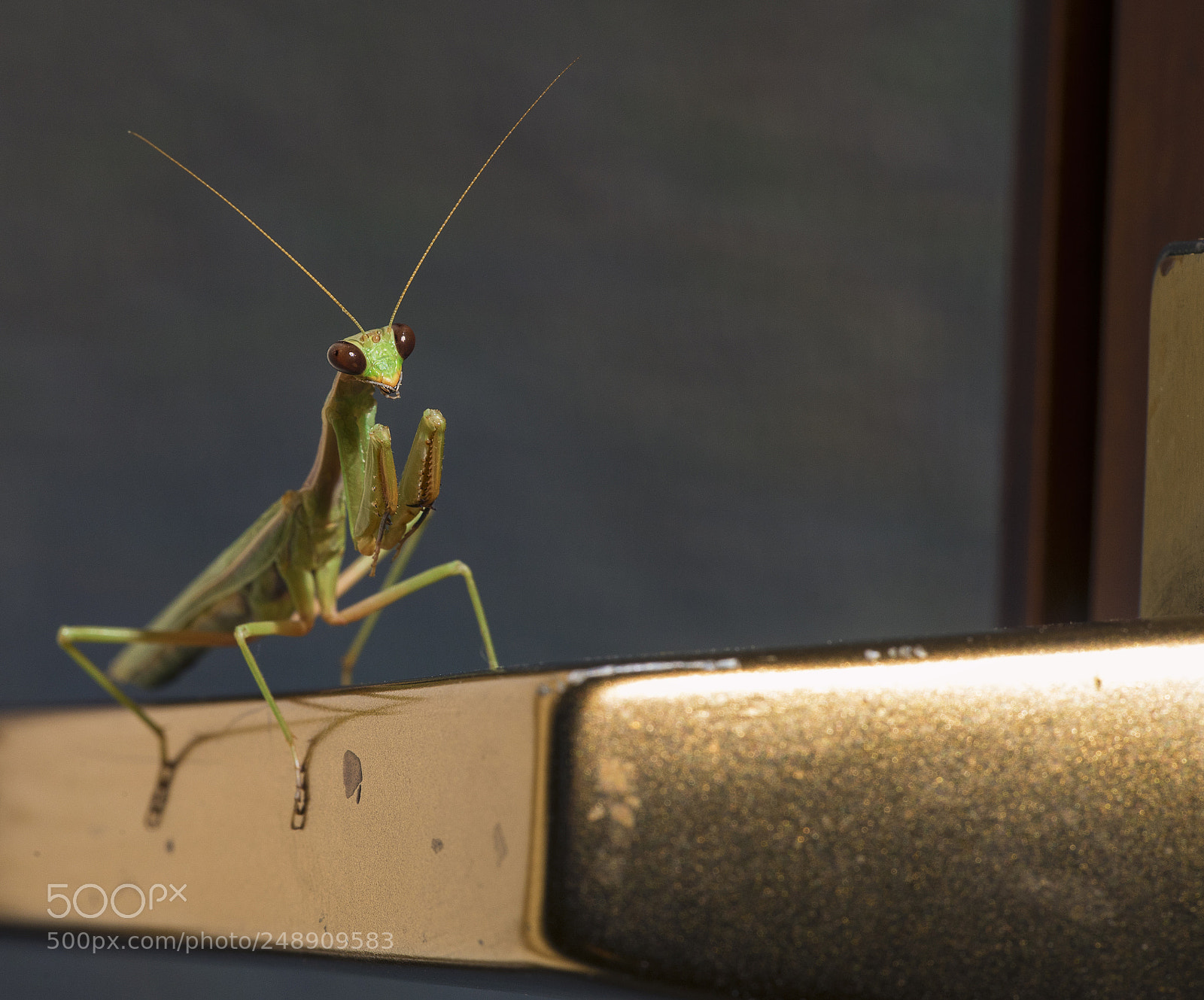 Nikon D750 sample photo. A praying mantis photography