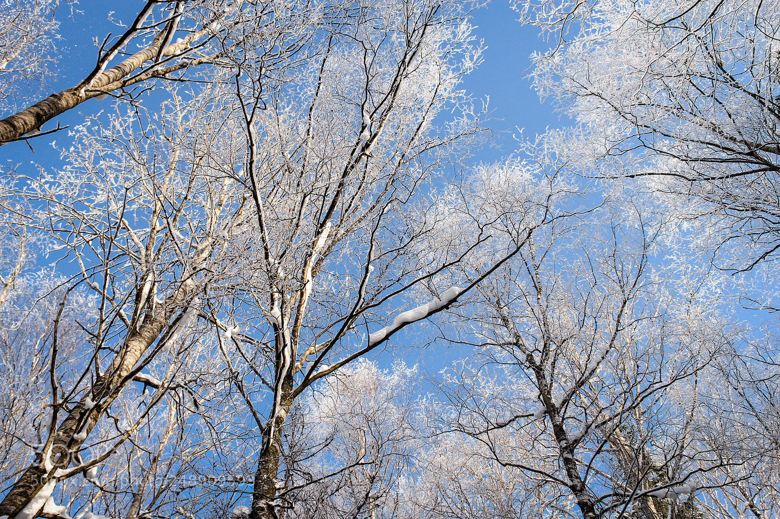 Canon EOS 60D sample photo. A crystal frost on photography