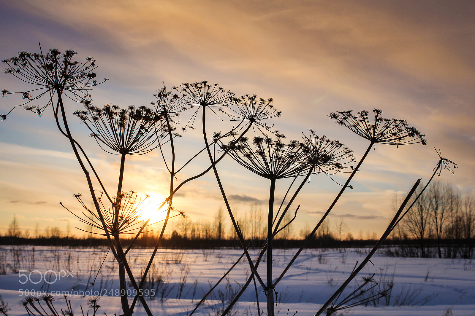 Canon EOS 60D sample photo. Silhouettes of plants at photography