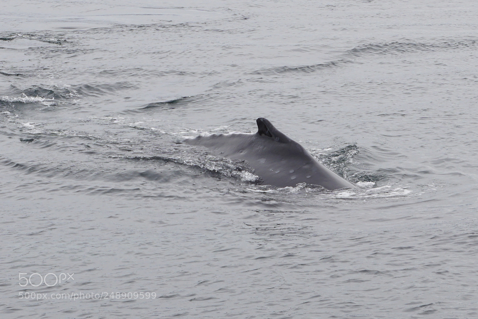 Sony a6000 sample photo. Canal beagle, tierra del photography