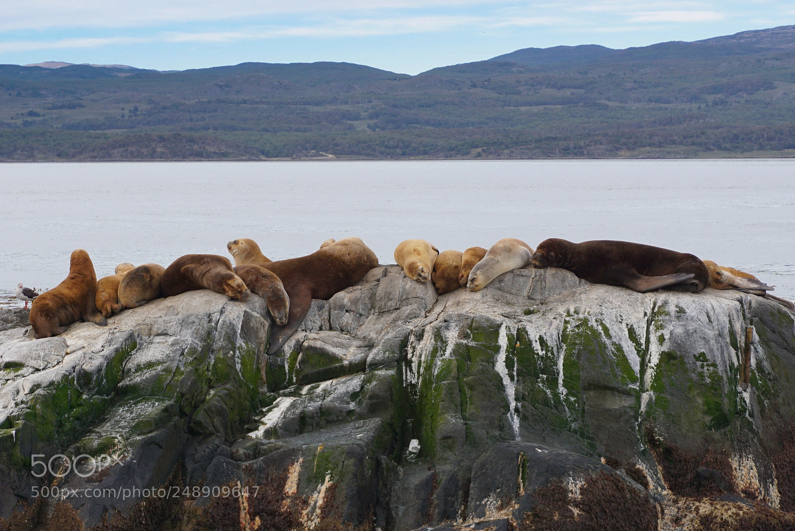 Sony a6000 sample photo. Canal beagle, tierra del photography