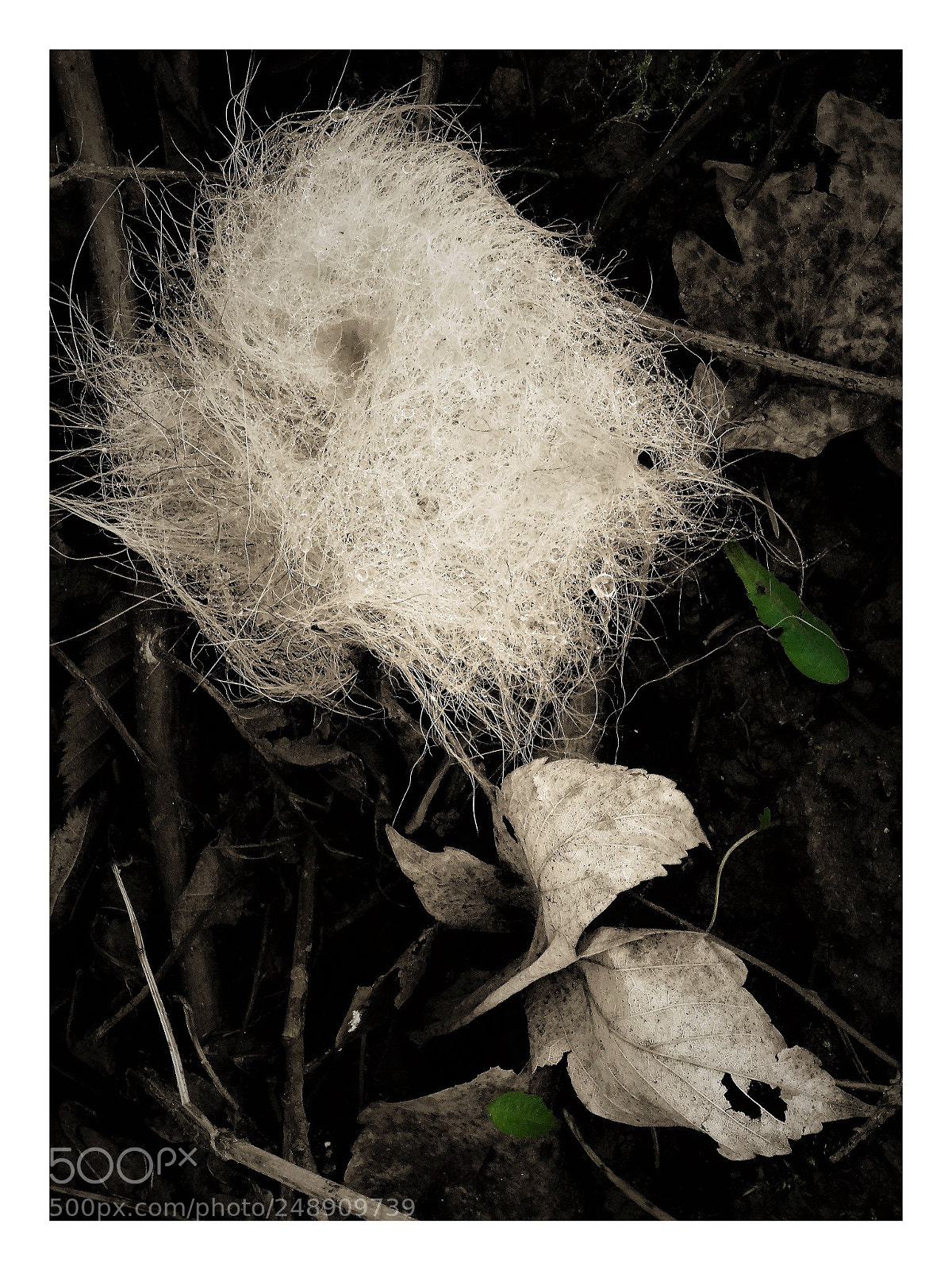 Sony DSC-HX50 sample photo. Strange flower photography