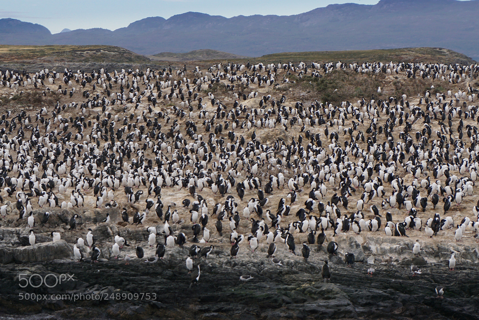 Sony a6000 sample photo. Canal beagle, tierra del photography