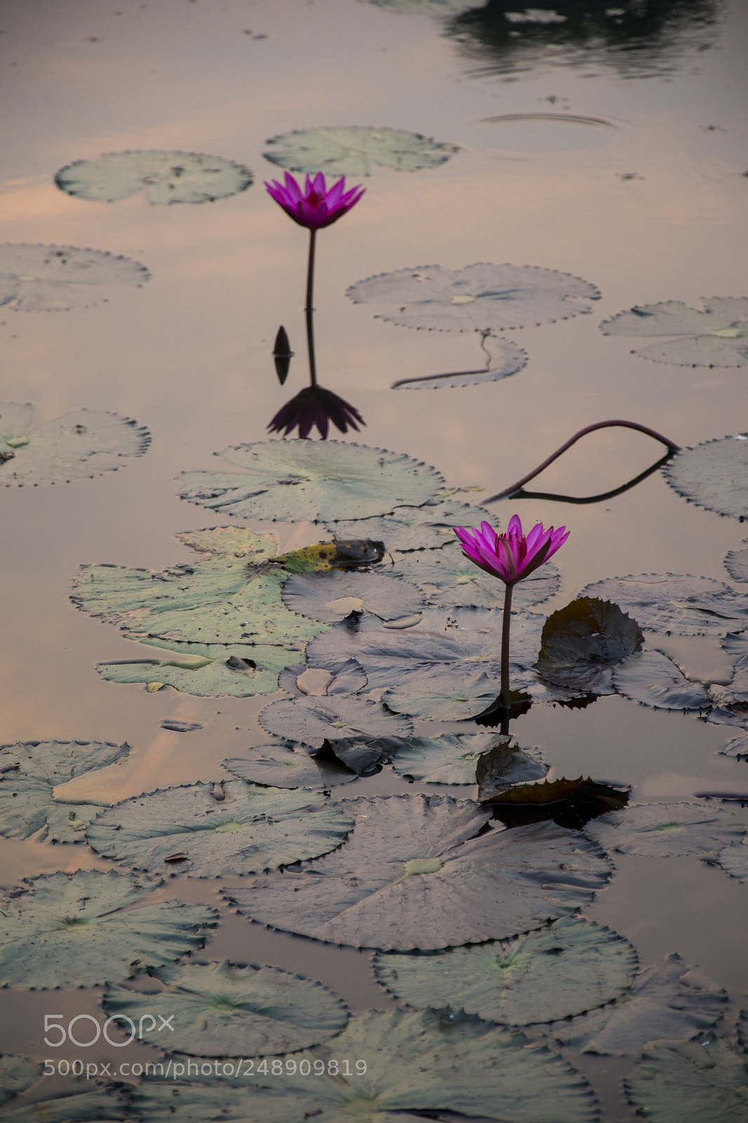 Nikon D610 sample photo. Water lily in the photography