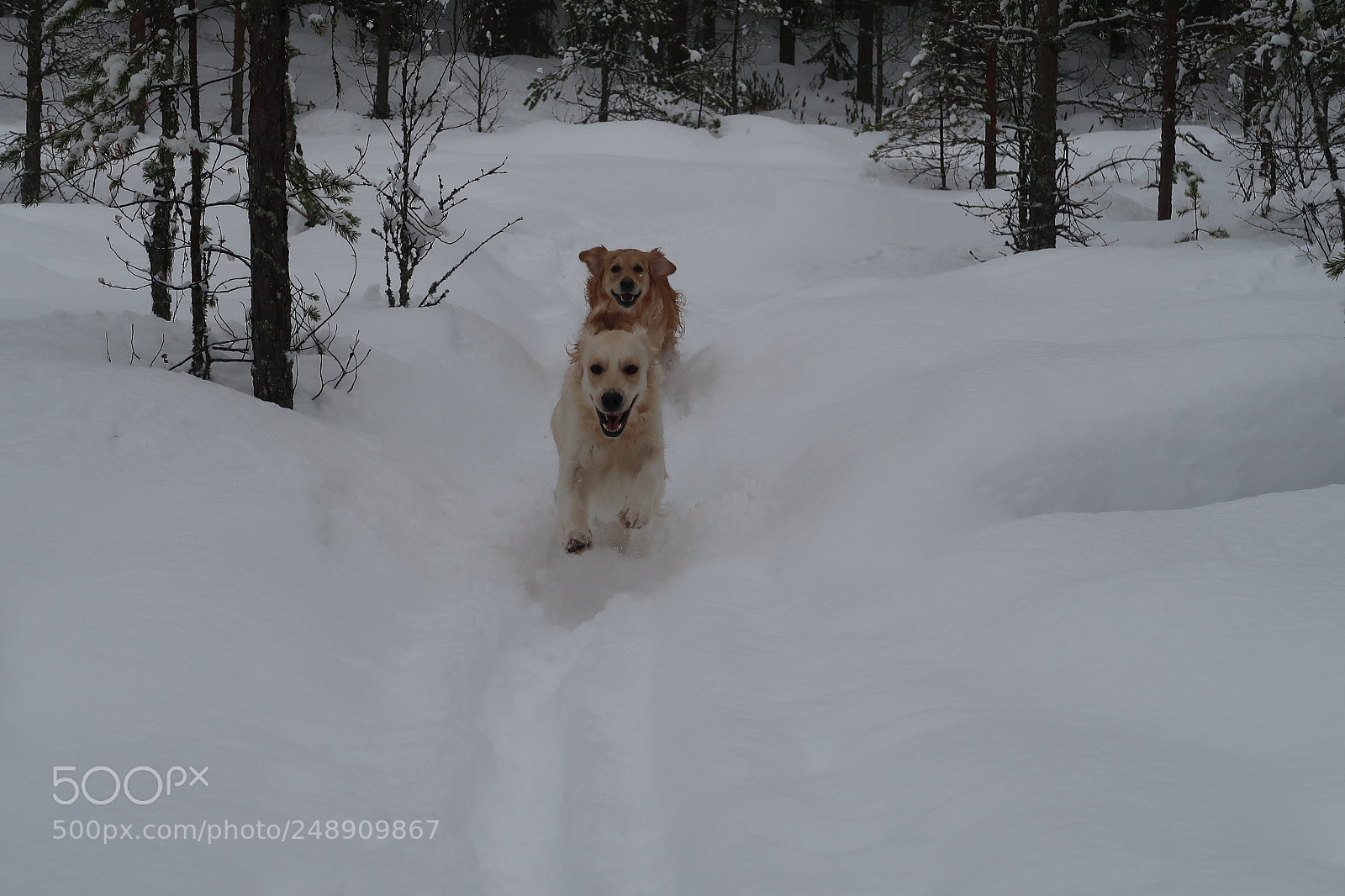 Canon PowerShot G7 X Mark II sample photo. Smiling dogs photography