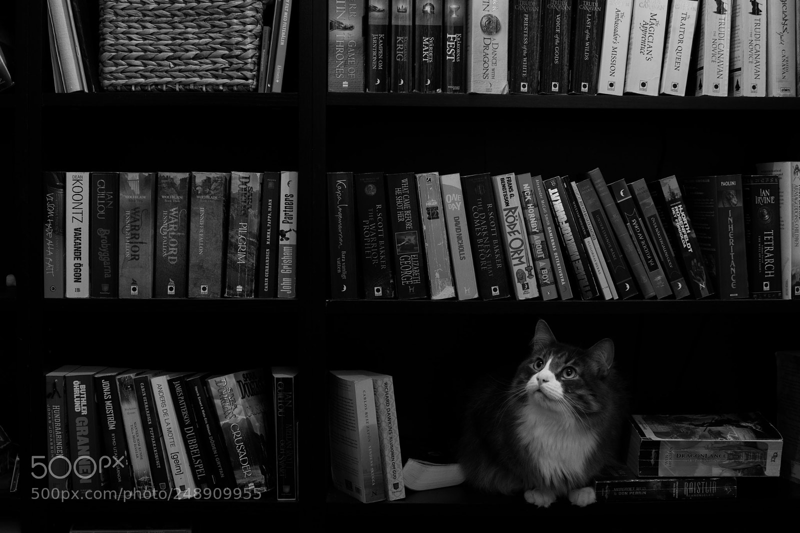 Nikon D3300 sample photo. It wasn't me photography