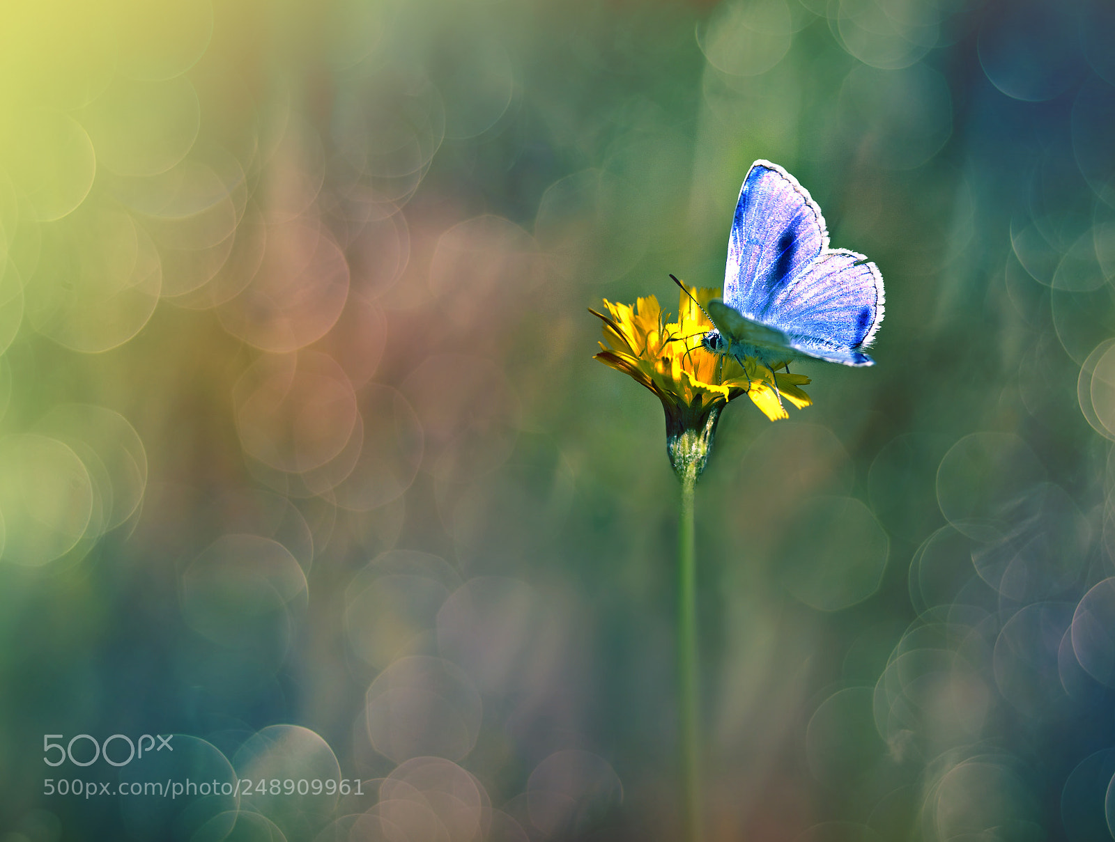 Canon EOS 50D sample photo. A butterfly photography