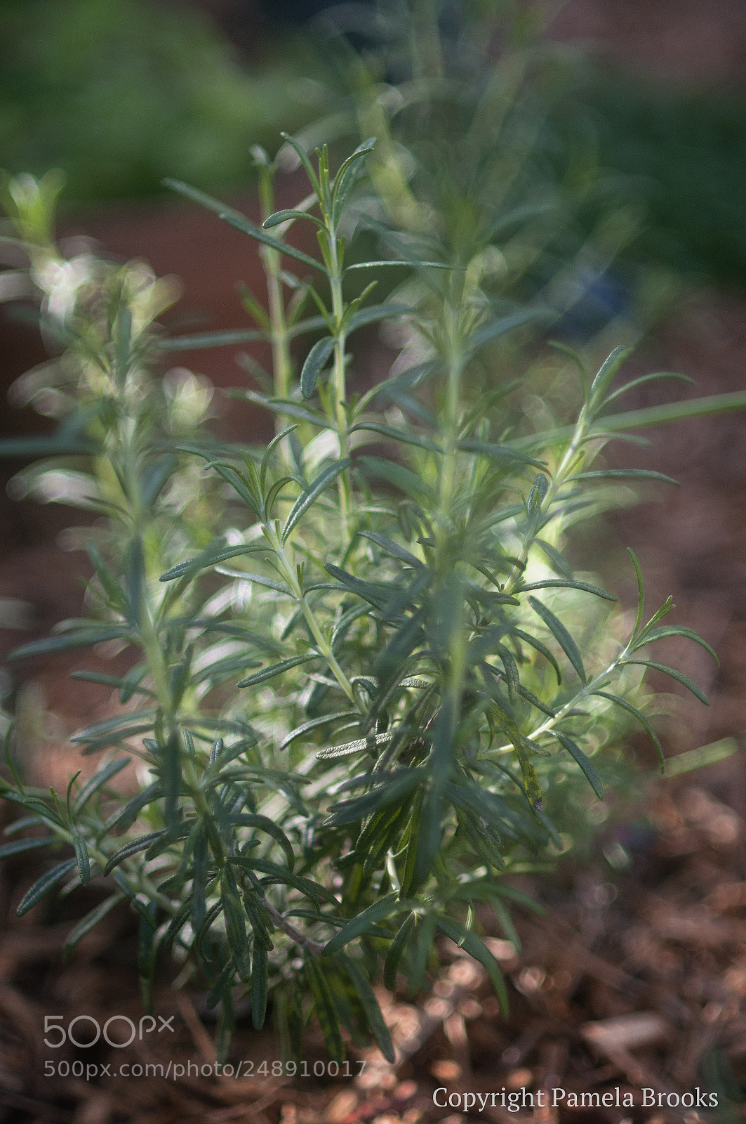 Nikon D90 sample photo. Rosemary photography