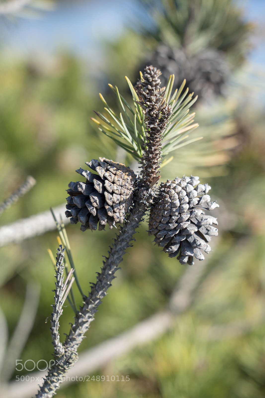 Sony a7R III sample photo. Seed cones photography