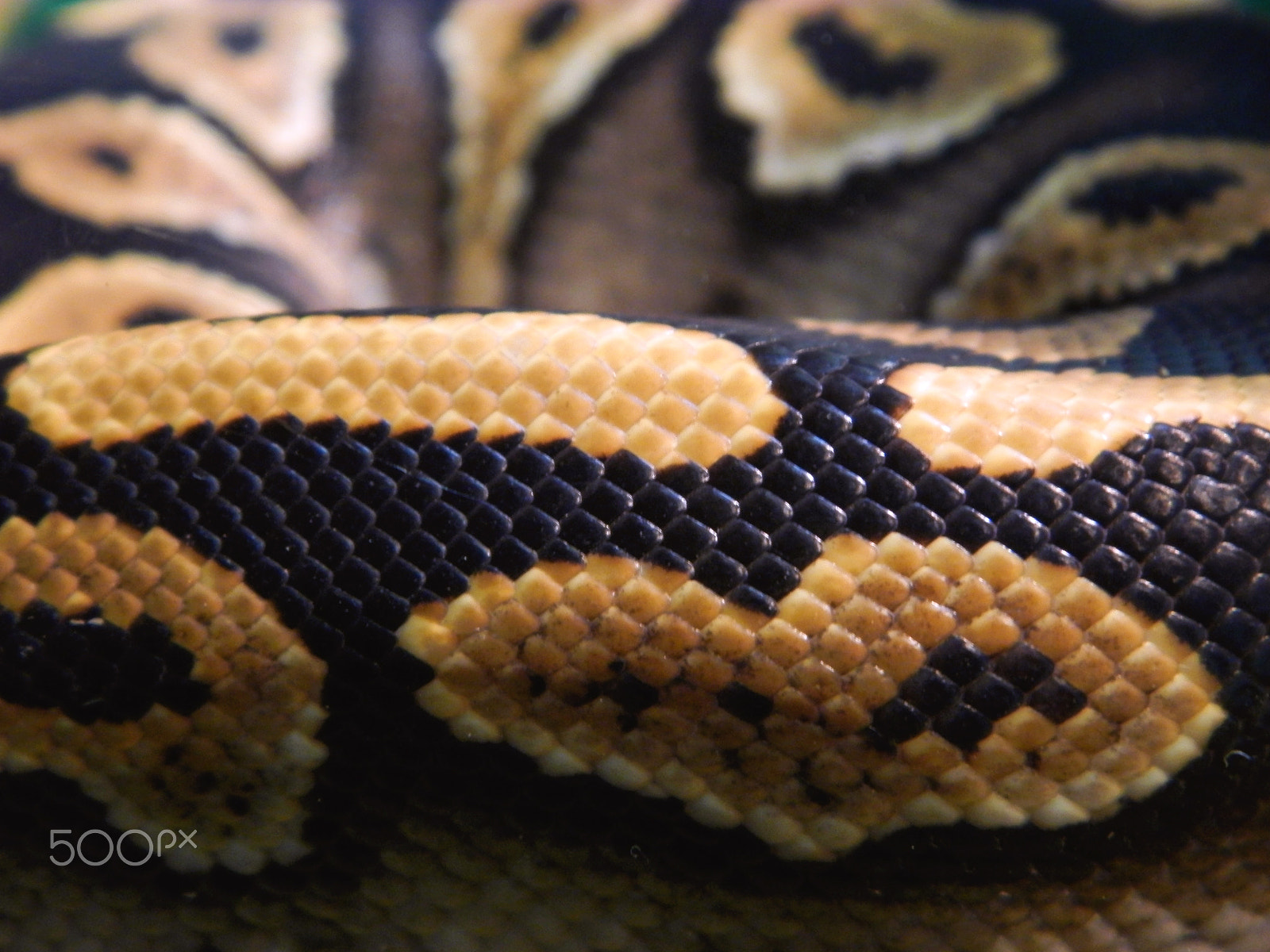 Olympus SP-620UZ sample photo. Snake with heart photography