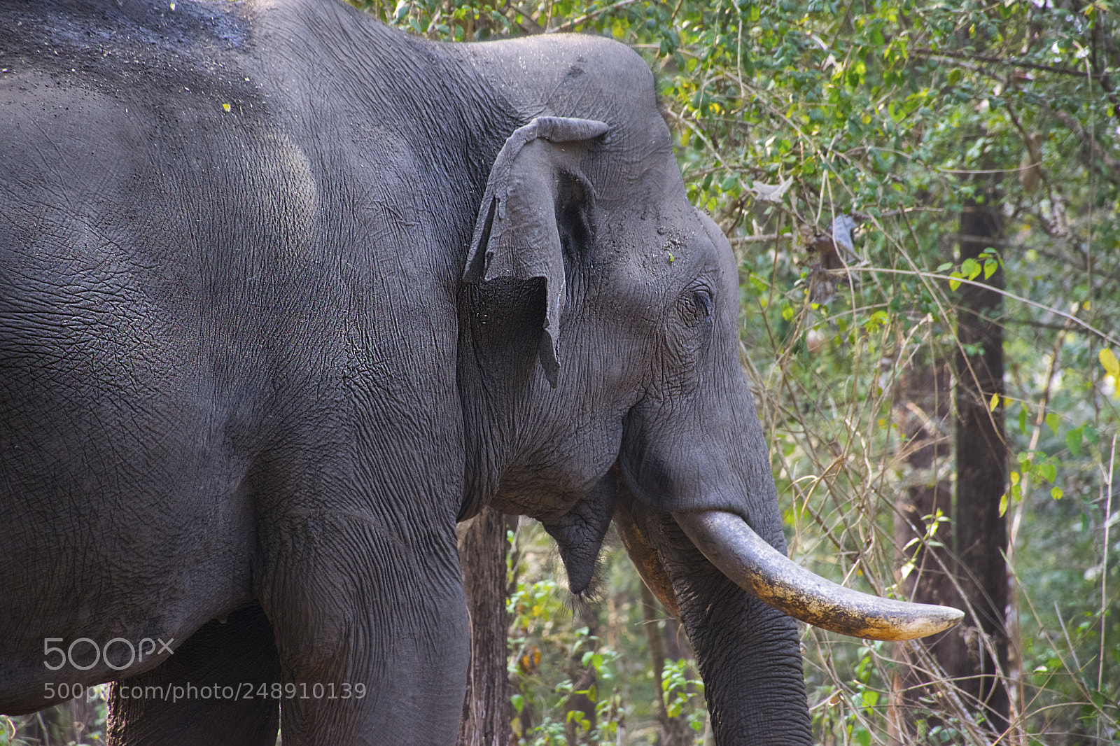 Nikon D5300 sample photo. Elephant in a forest photography