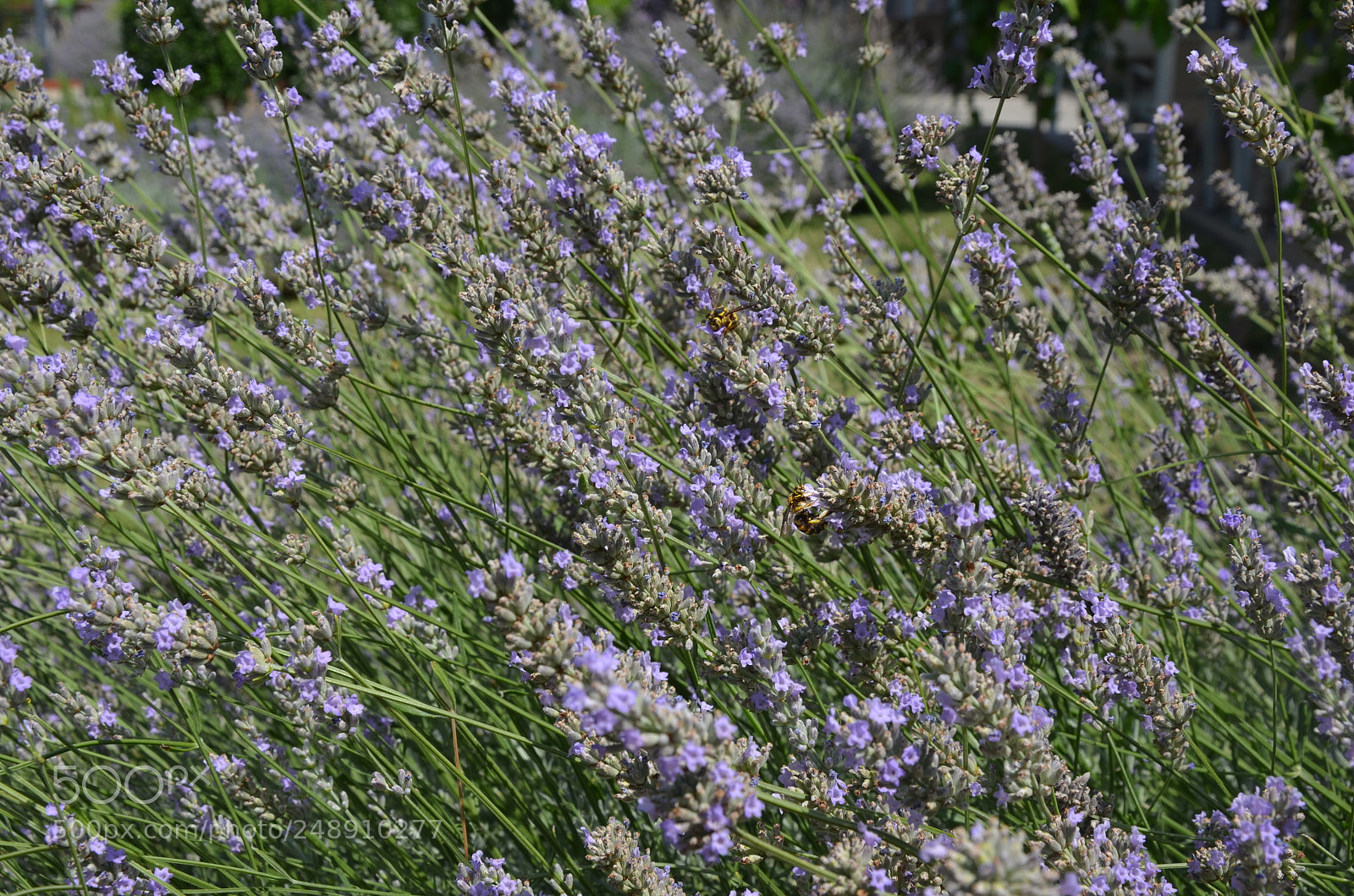 Nikon D5100 sample photo. Lavender photography