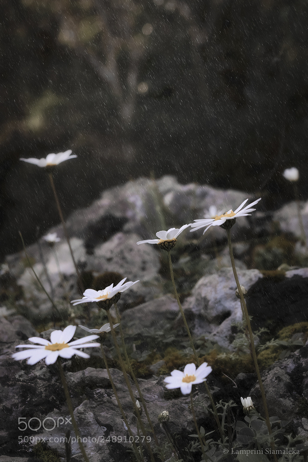 Nikon D3300 sample photo. Untitled photography