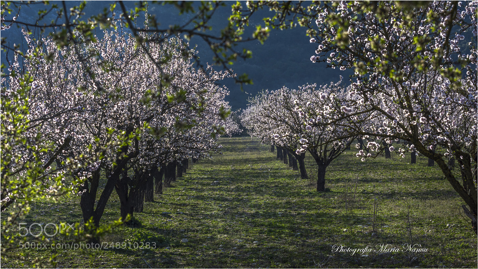 Nikon D7200 sample photo. Almond tree photography