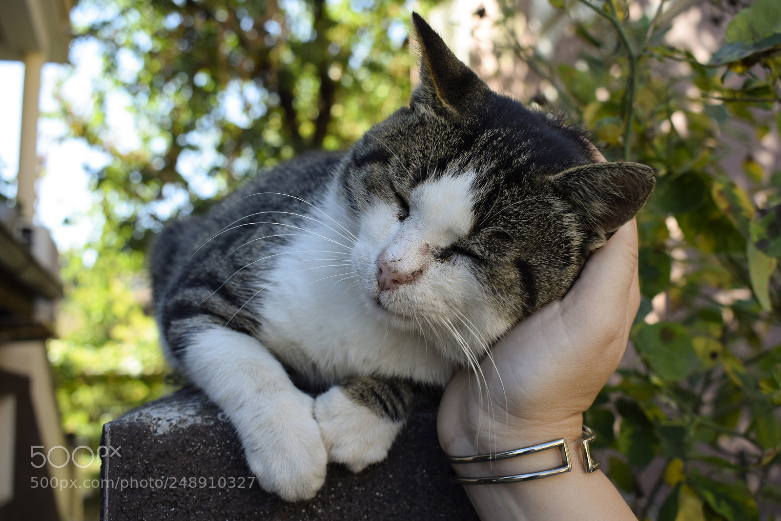 Nikon D3300 sample photo. Warm kitty photography