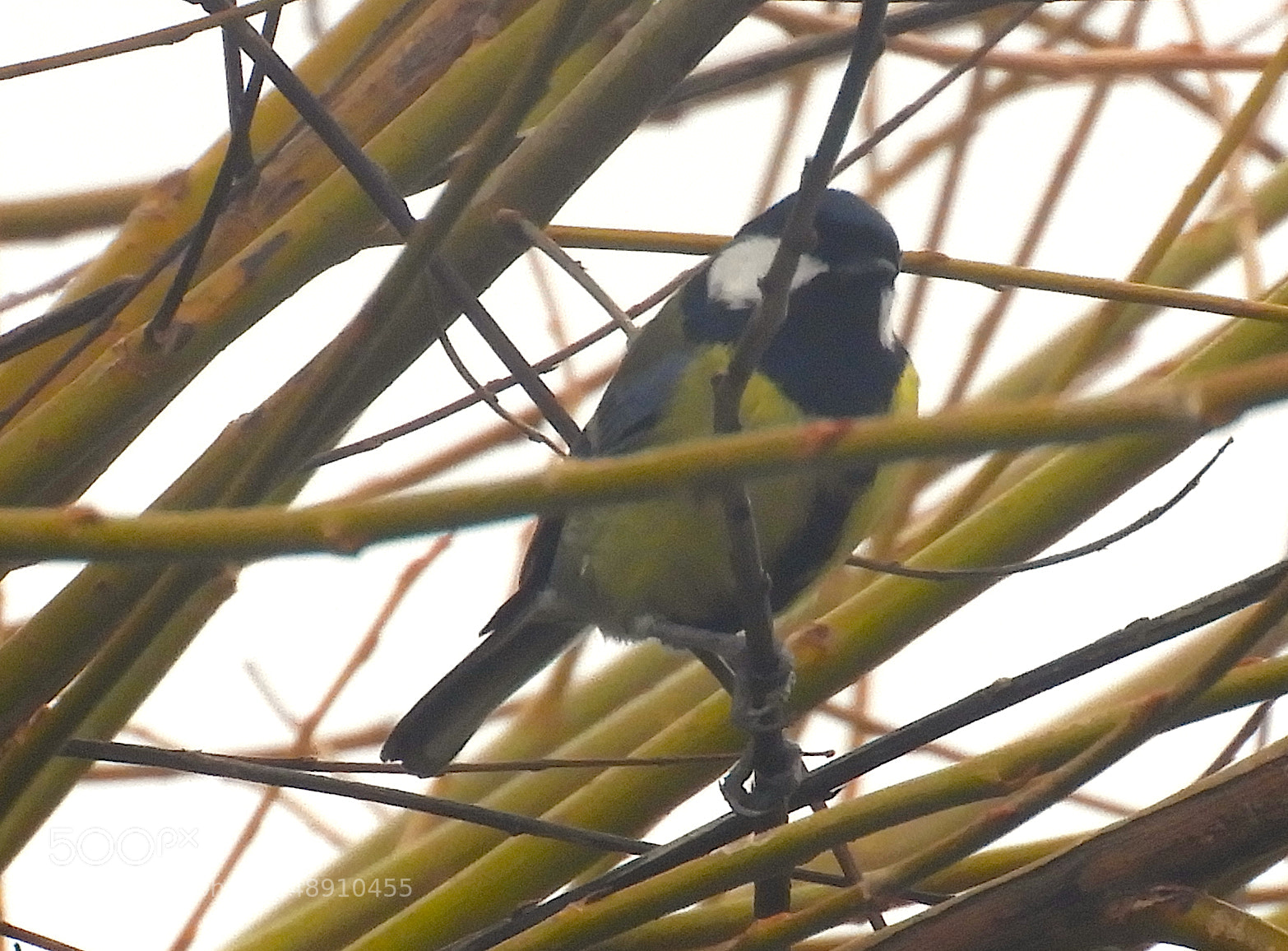 Nikon Coolpix B700 sample photo. Blue tit photography