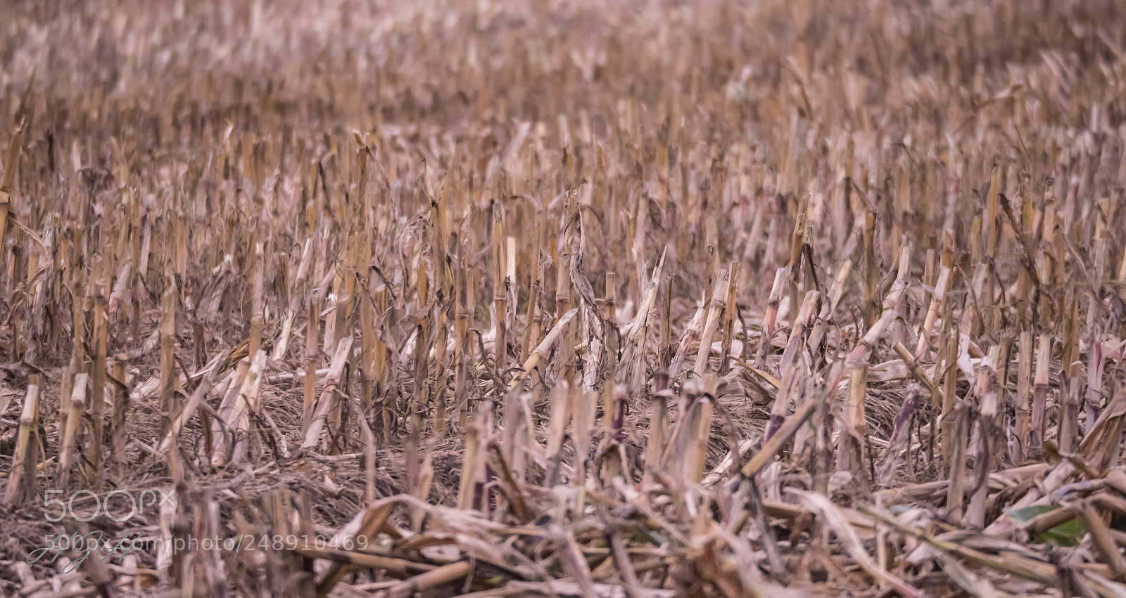 Panasonic Lumix DMC-GX8 sample photo. Herbst photography