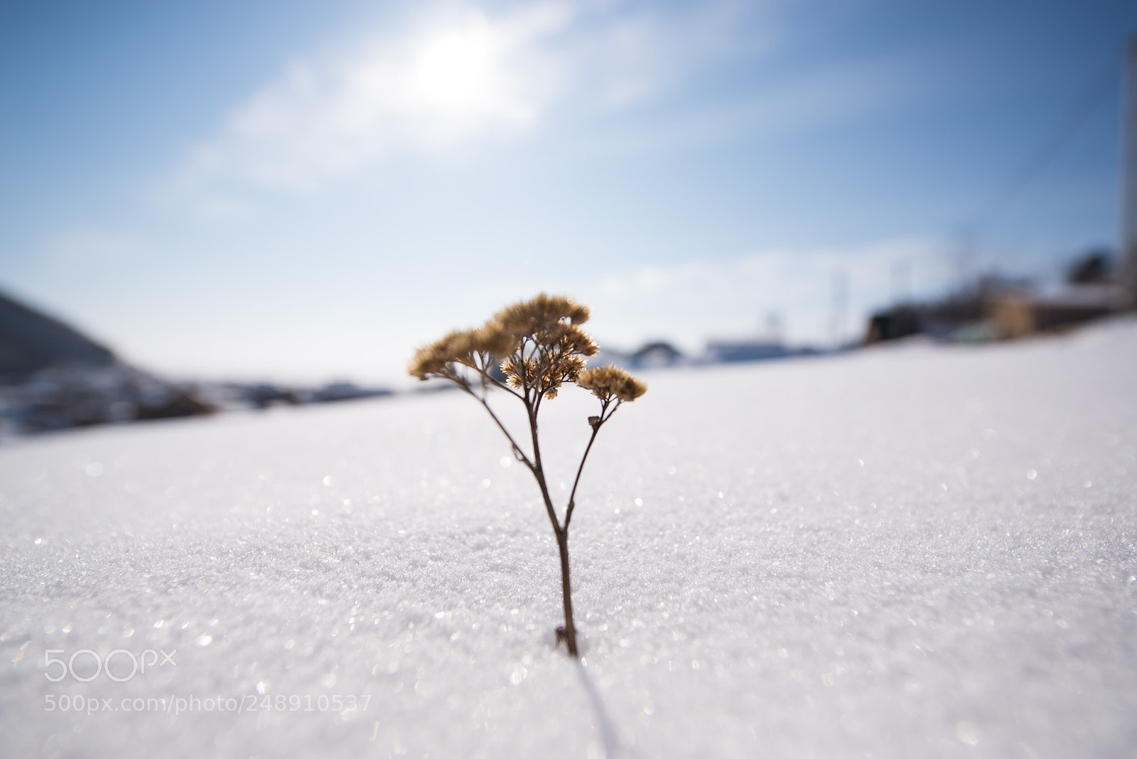 Nikon D610 sample photo. Life photography