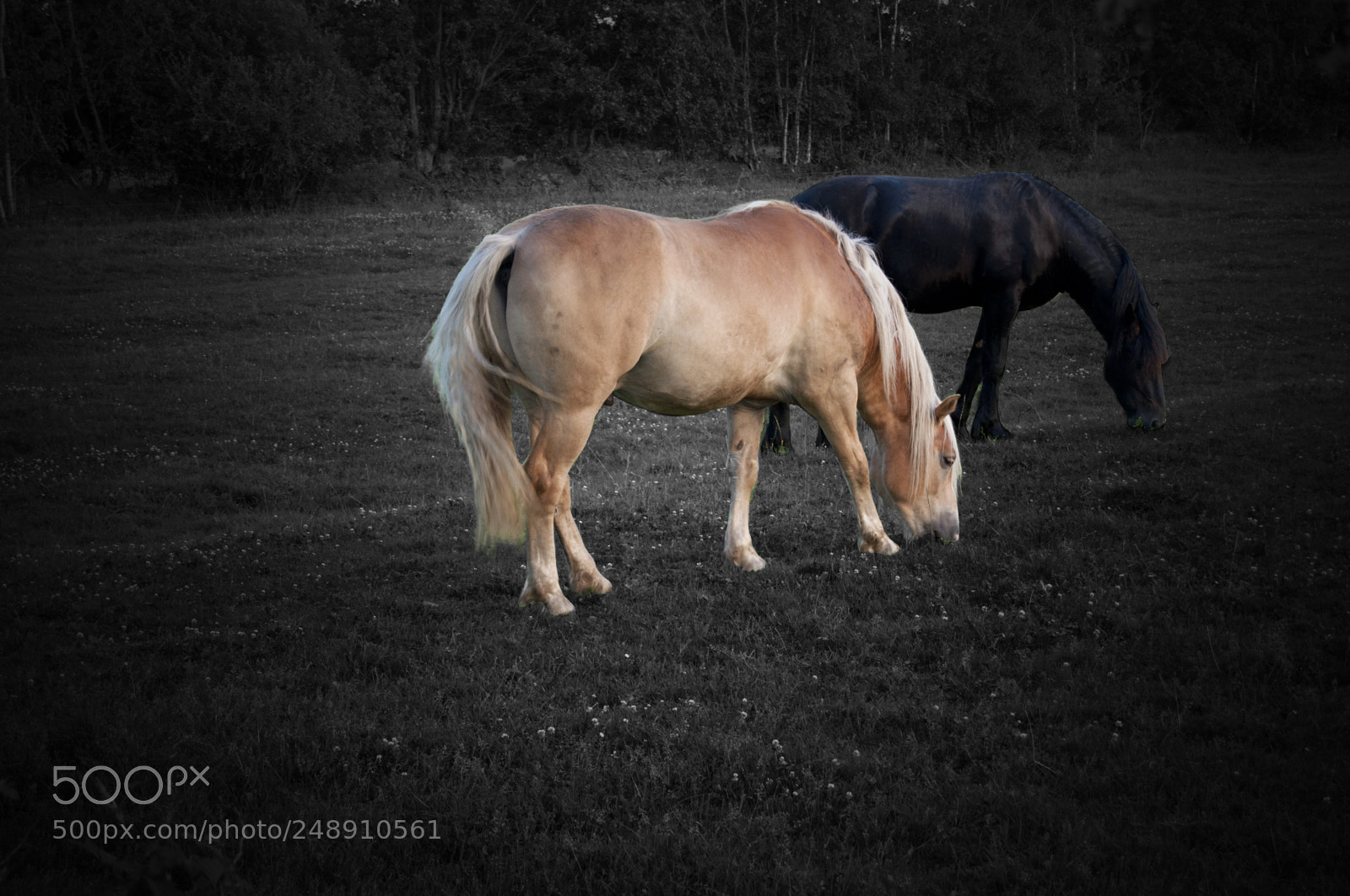 Nikon D5000 sample photo. Horses photography