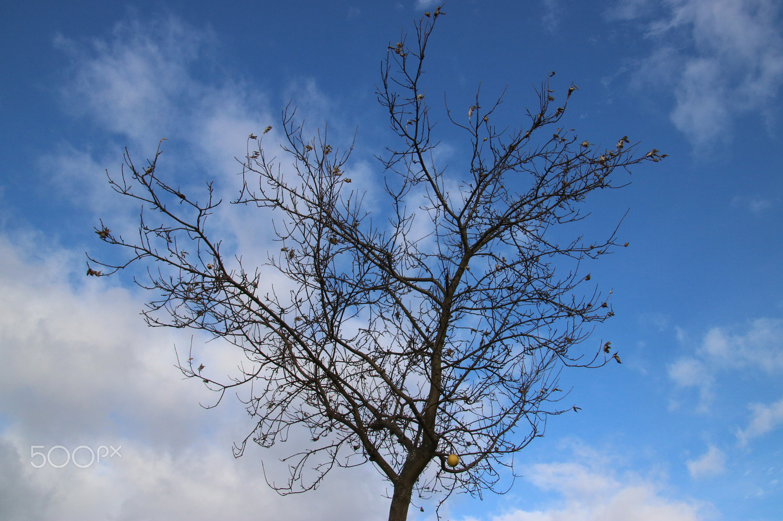 Canon EOS 760D (EOS Rebel T6s / EOS 8000D) sample photo. Winter survivor photography