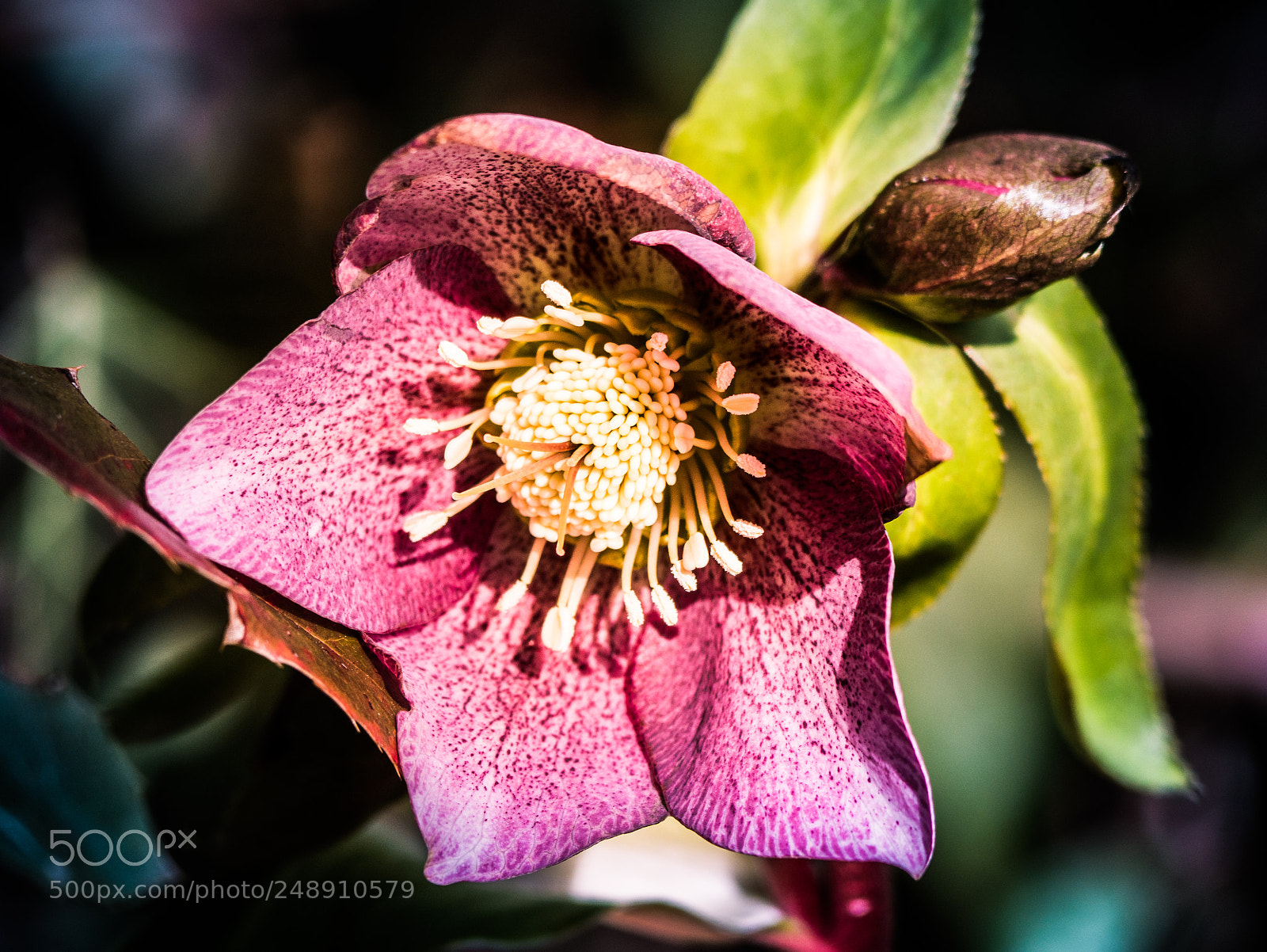 Panasonic DMC-G81 sample photo. Schneerose photography