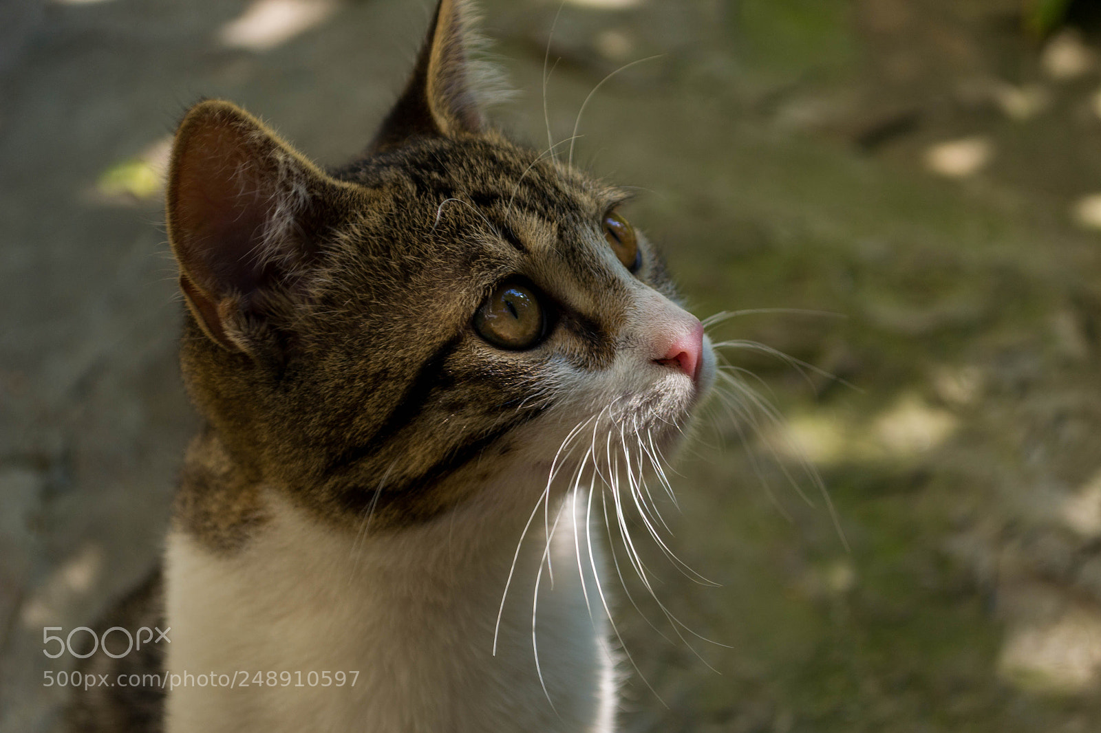 Nikon D3100 sample photo. Target locked photography