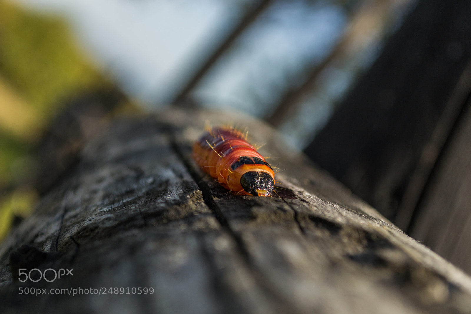 Nikon D3100 sample photo. Larvae photography