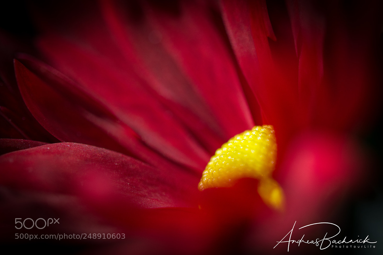 Nikon D5200 sample photo. Deep silky red photography