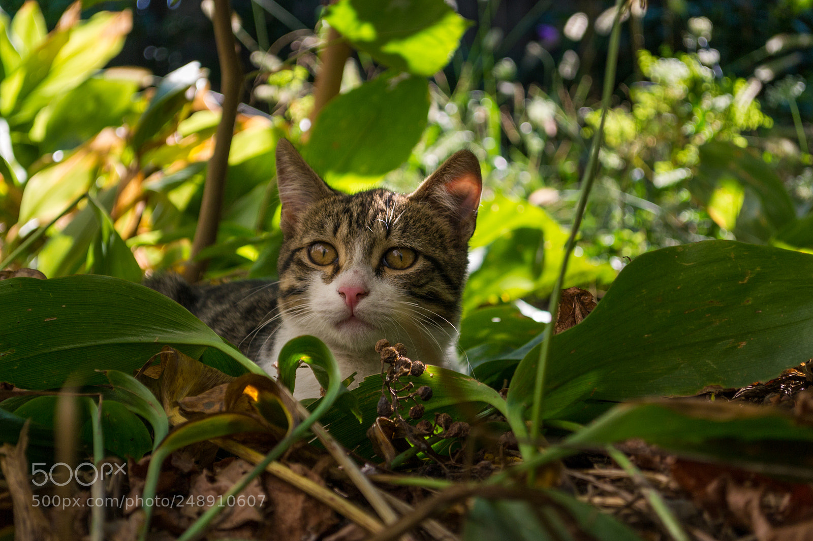 Nikon D3100 sample photo. Feline chill photography