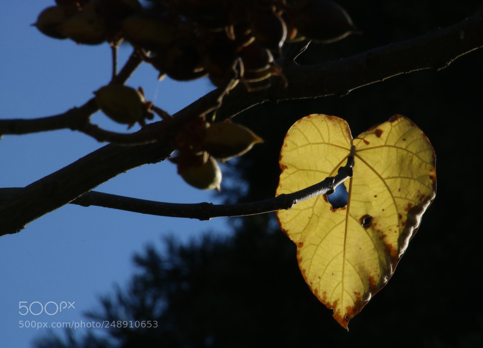 Canon EOS 760D (EOS Rebel T6s / EOS 8000D) sample photo. Anything is possible photography