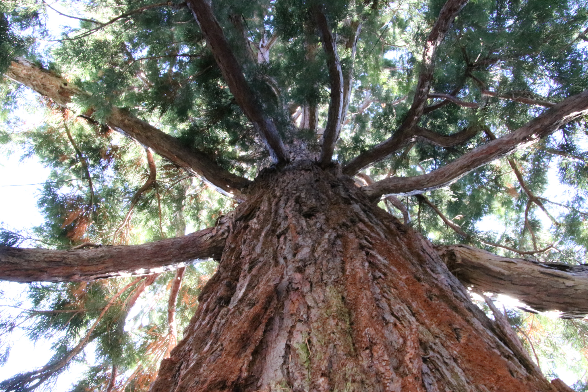Canon EOS 760D (EOS Rebel T6s / EOS 8000D) sample photo. Sequoia photography