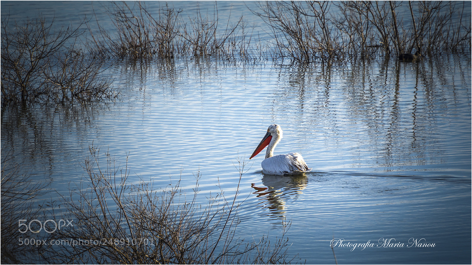 Nikon D7200 sample photo. Pelican photography