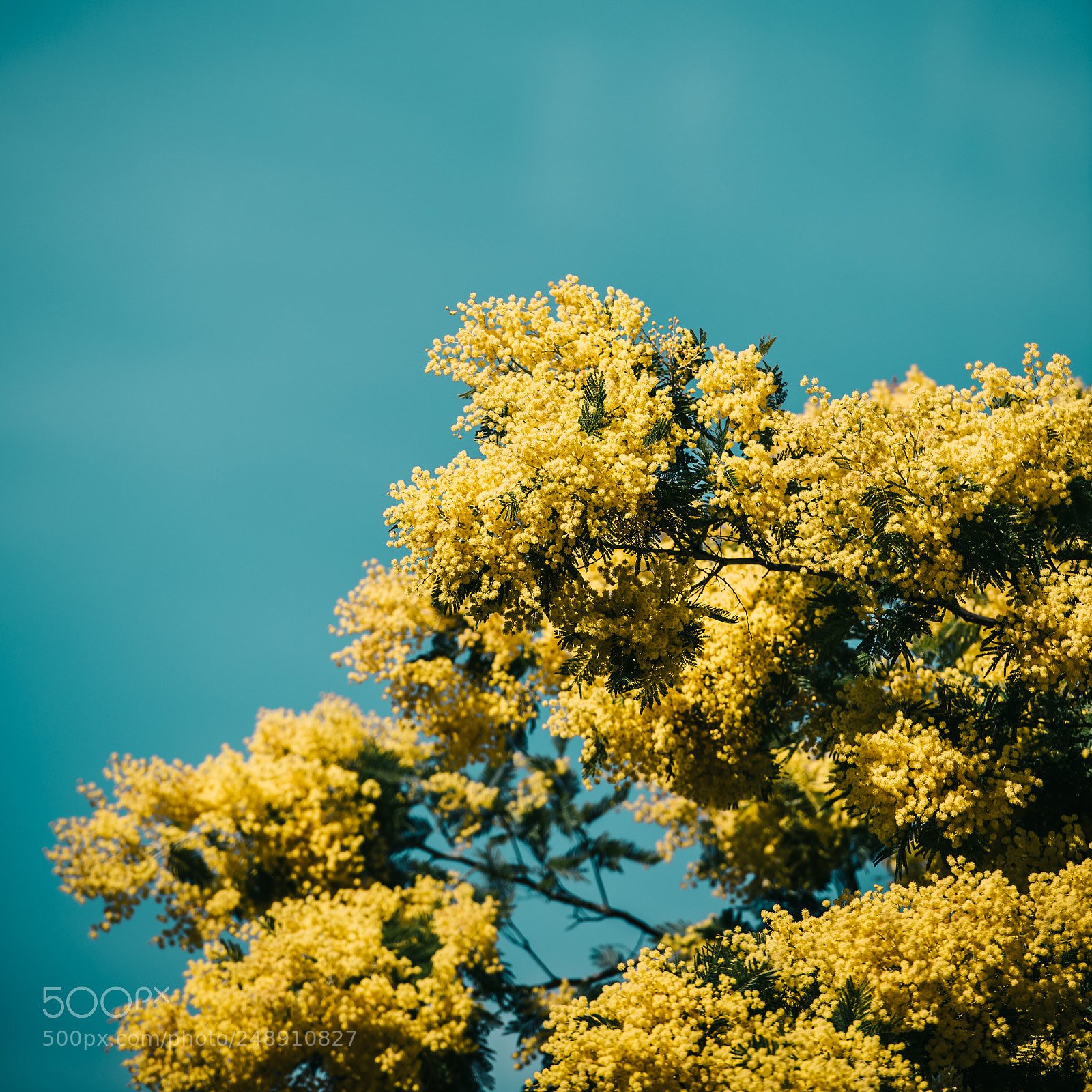 Nikon D810 sample photo. Yellow blooming of mimosa photography