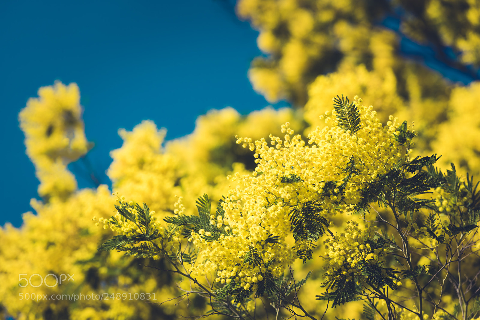 Nikon D810 sample photo. Yellow blooming of mimosa photography
